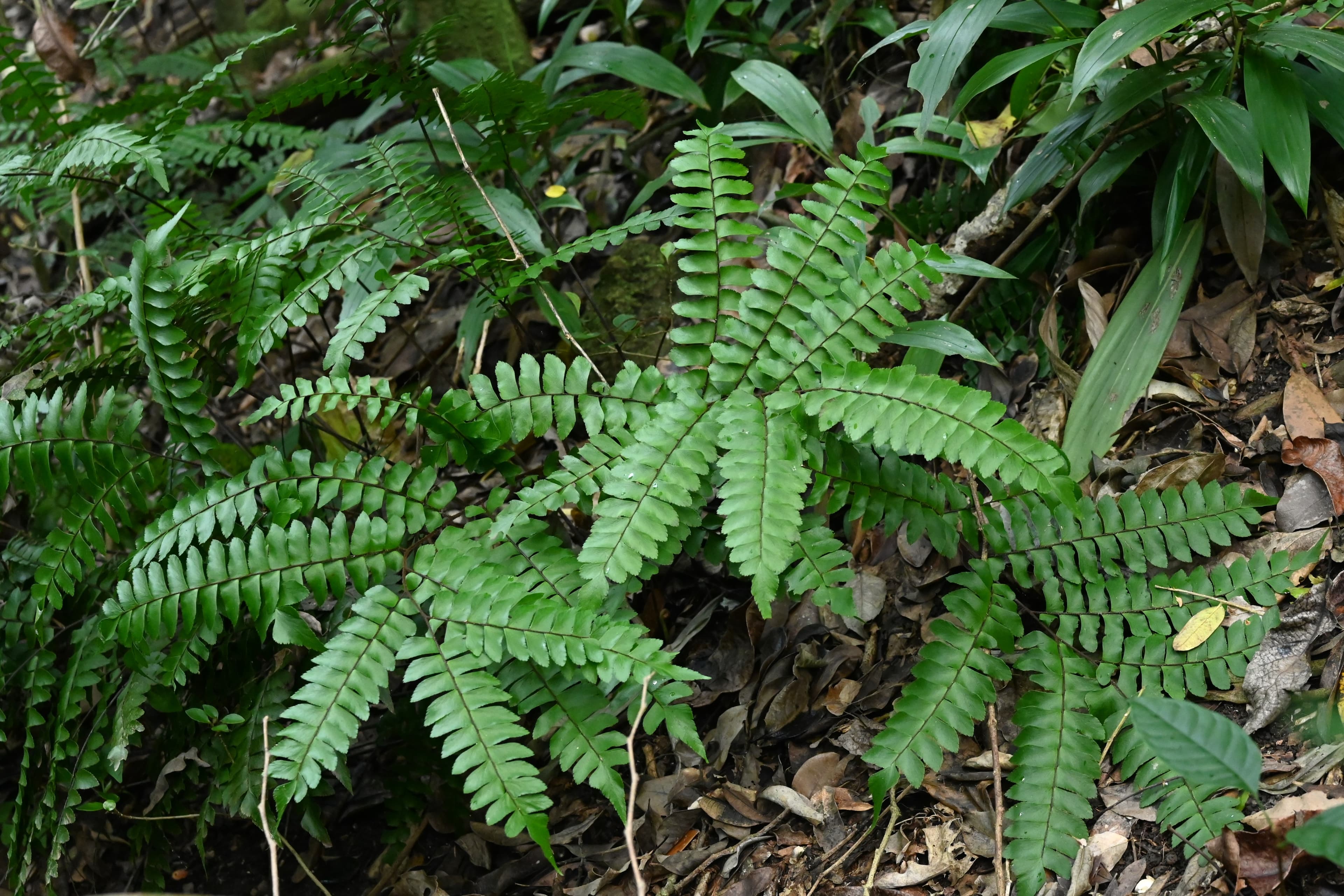 Maidenhair Fern (Adiantum latifolium) delicate fronds