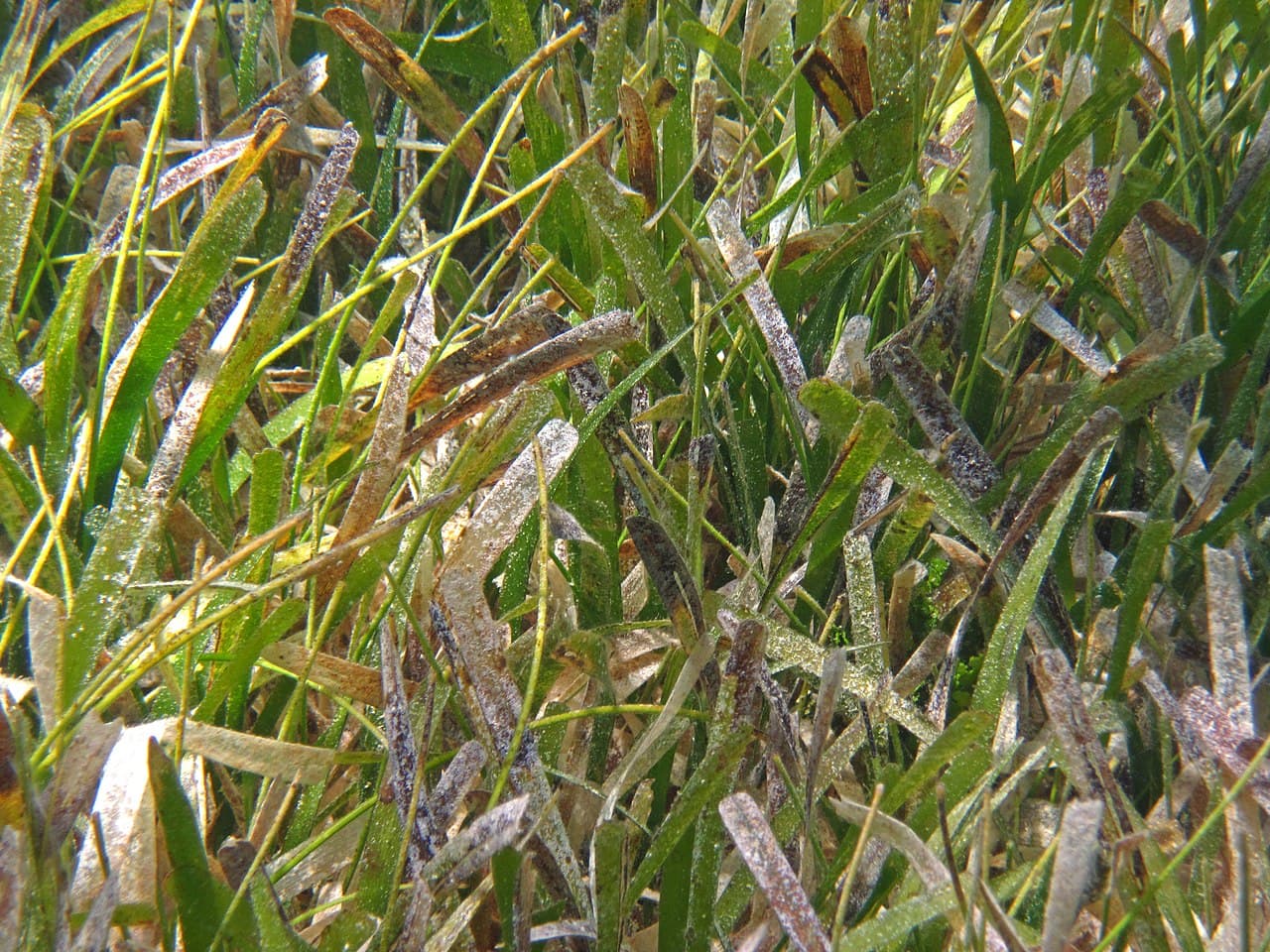 Manatee Grass (Syringodium filiforme) seagrass, San Salvador Island, Bahamas