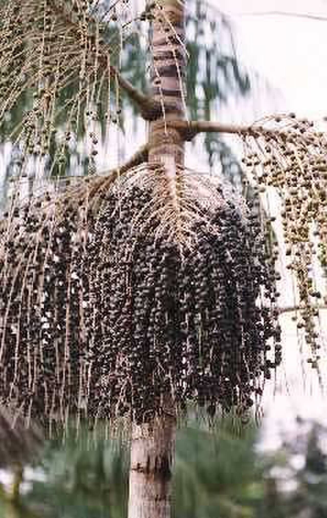 Manicole Palm / Açaí (Euterpe oleracea) palm