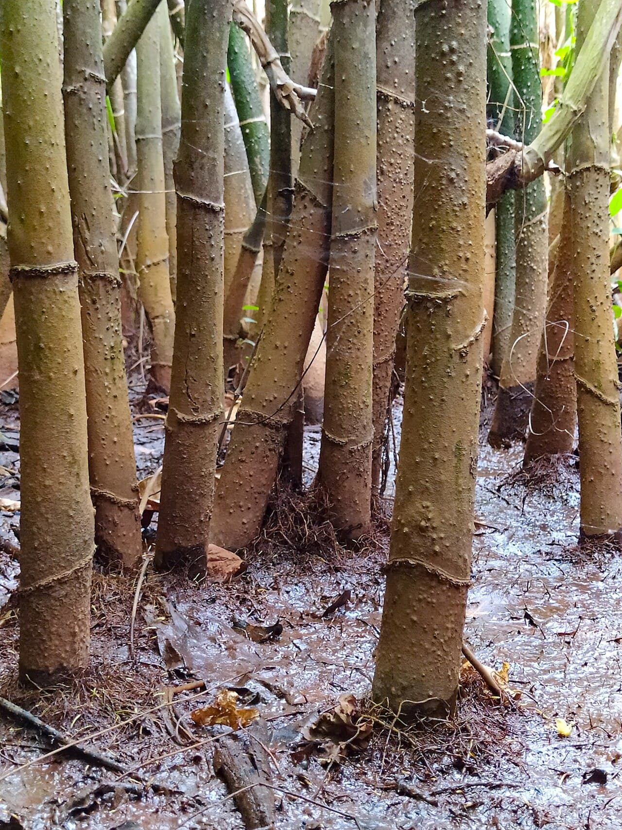 Moco Moco (Montrichardia arborescens) in wetland habitat, French Guiana
