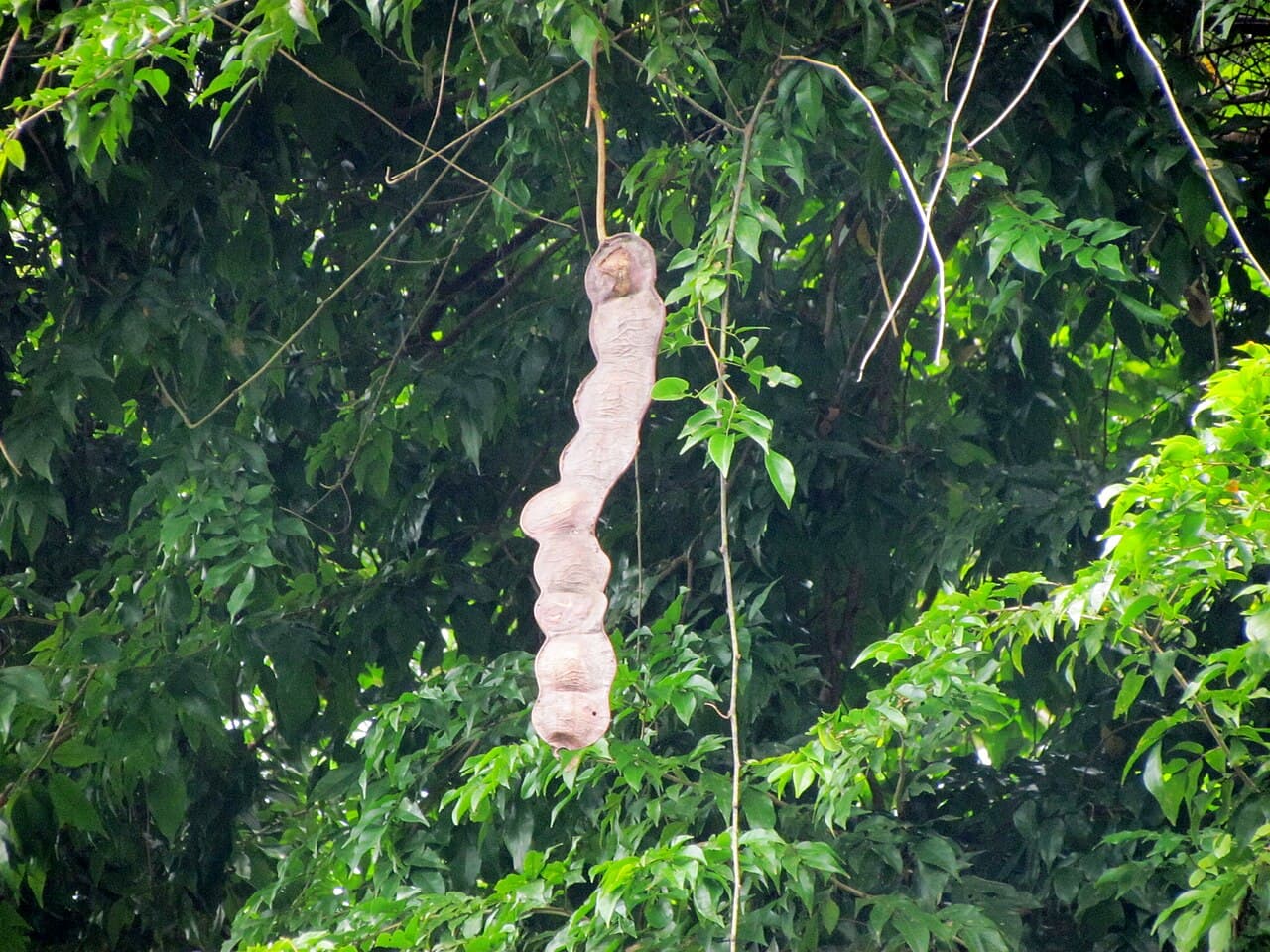 Monkey Ladder vine (Entada gigas) pods, Veracruz, Mexico