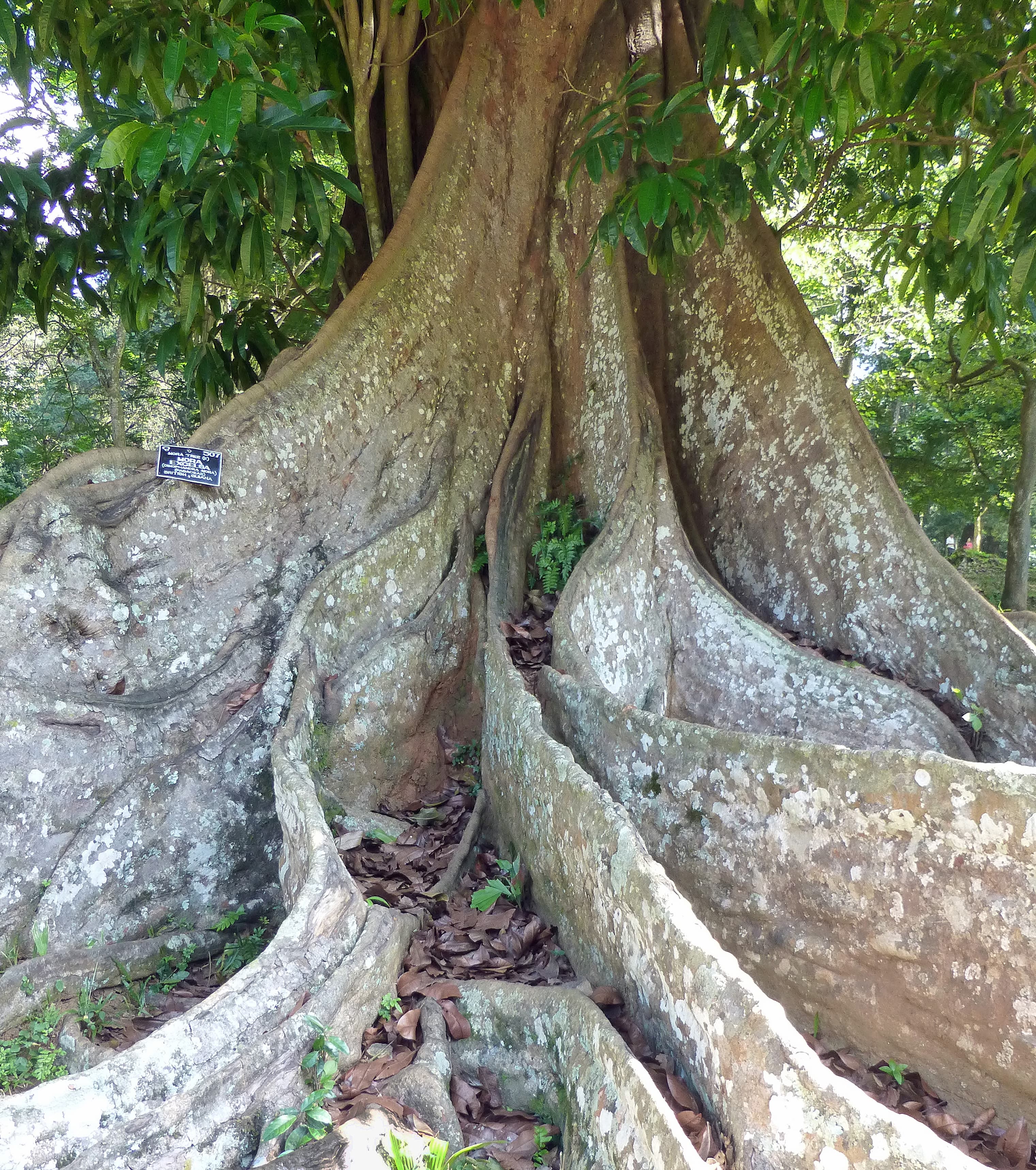 Mora tree (Mora excelsa) at Kandy Botanical Garden