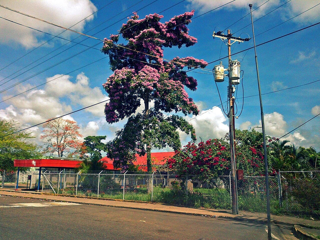 Pink Poui / Apamate (Tabebuia rosea) in full flower, Maturín, Venezuela