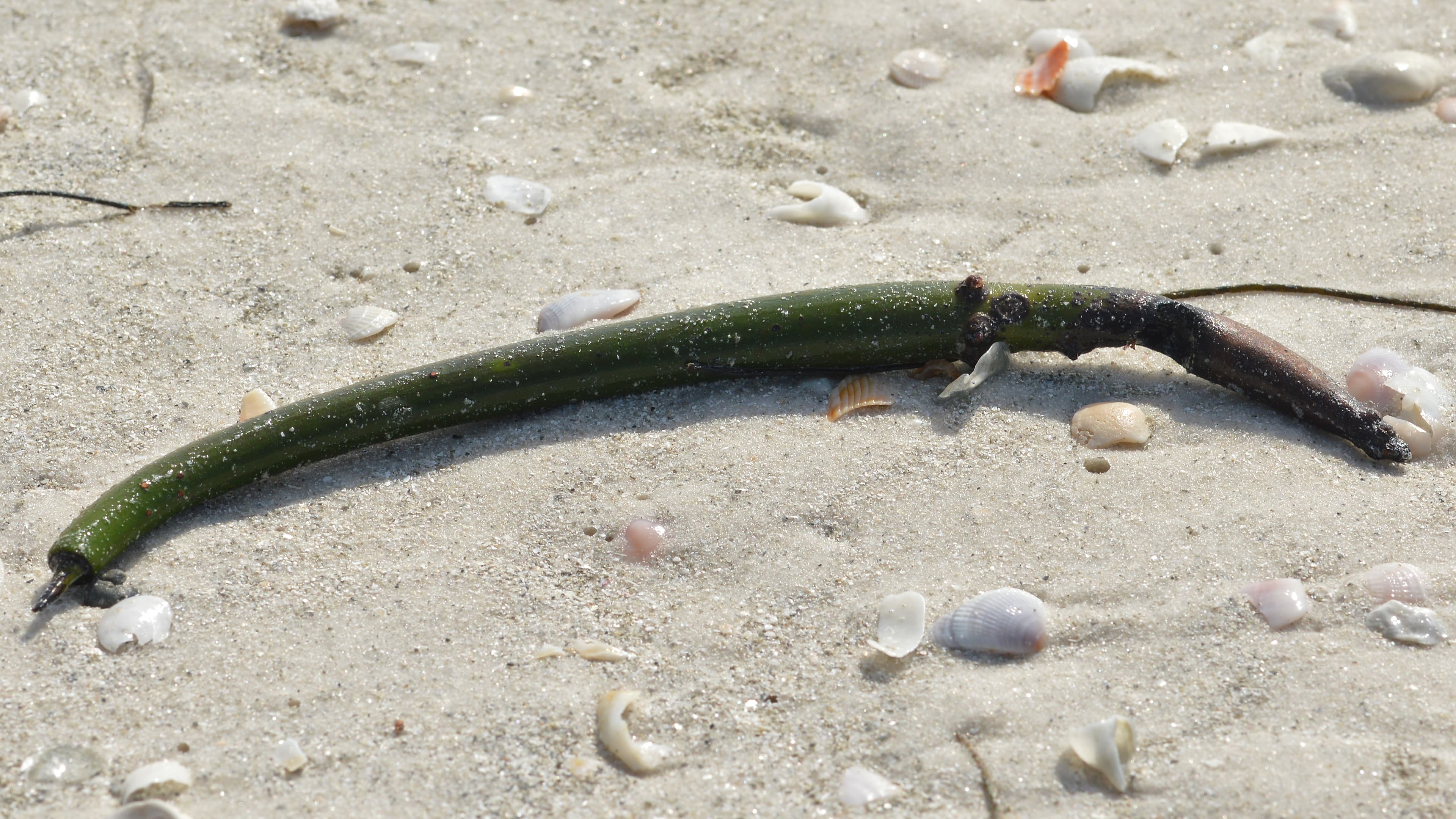 Red Mangrove (Rhizophora mangle) with characteristic prop roots