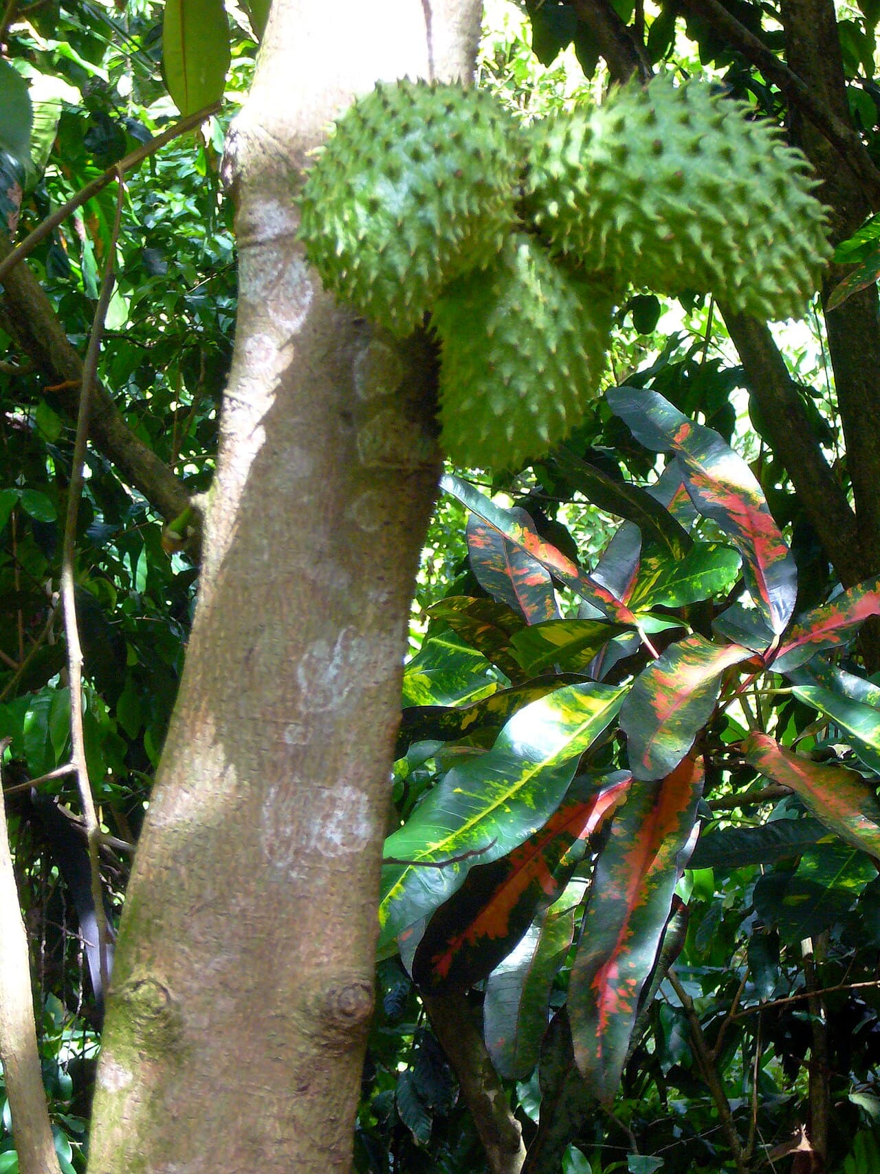 Soursop / Guanábana (Annona muricata) tree with fruit