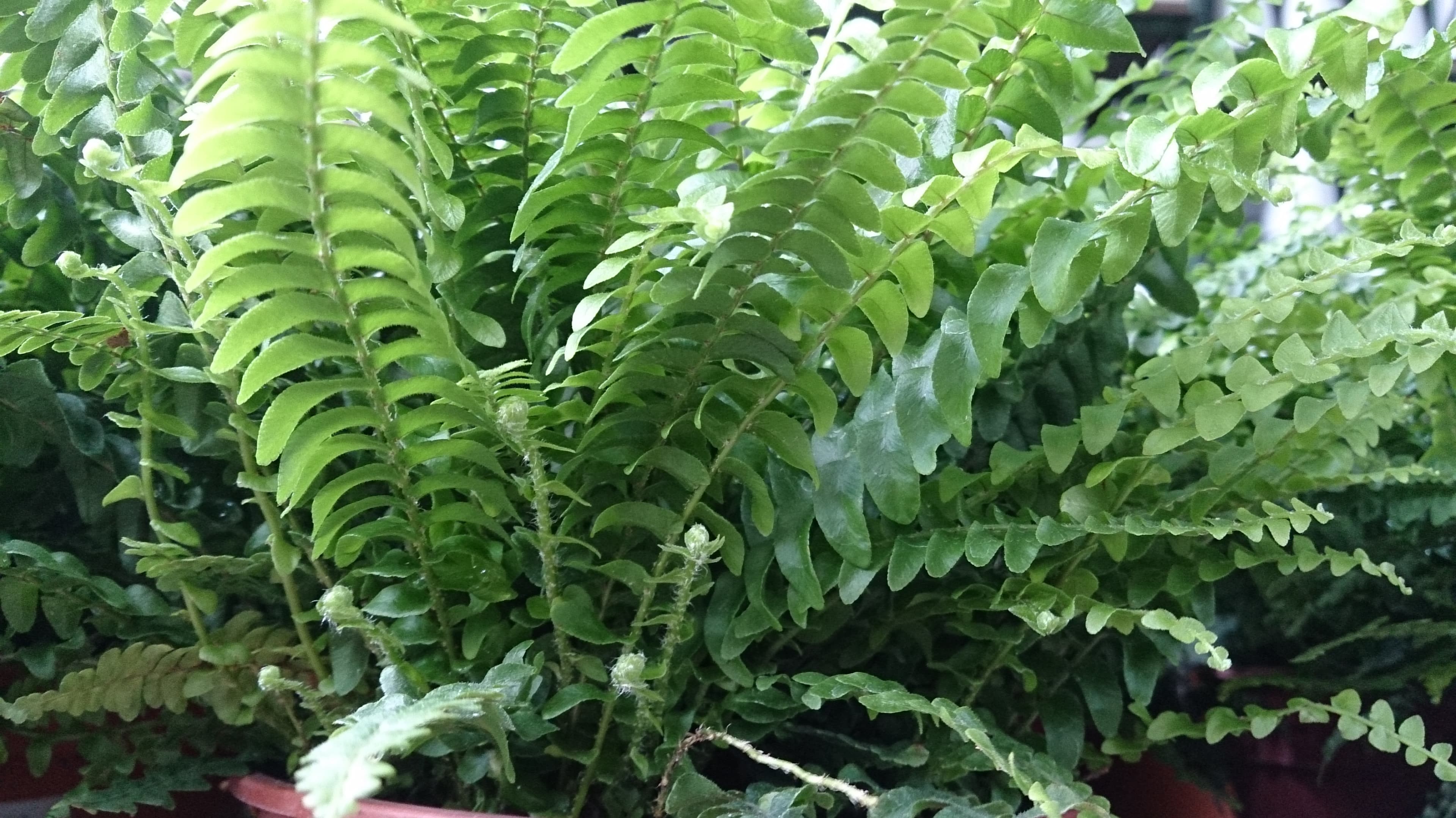 Sword Fern / Boston Fern (Nephrolepis exaltata) fronds