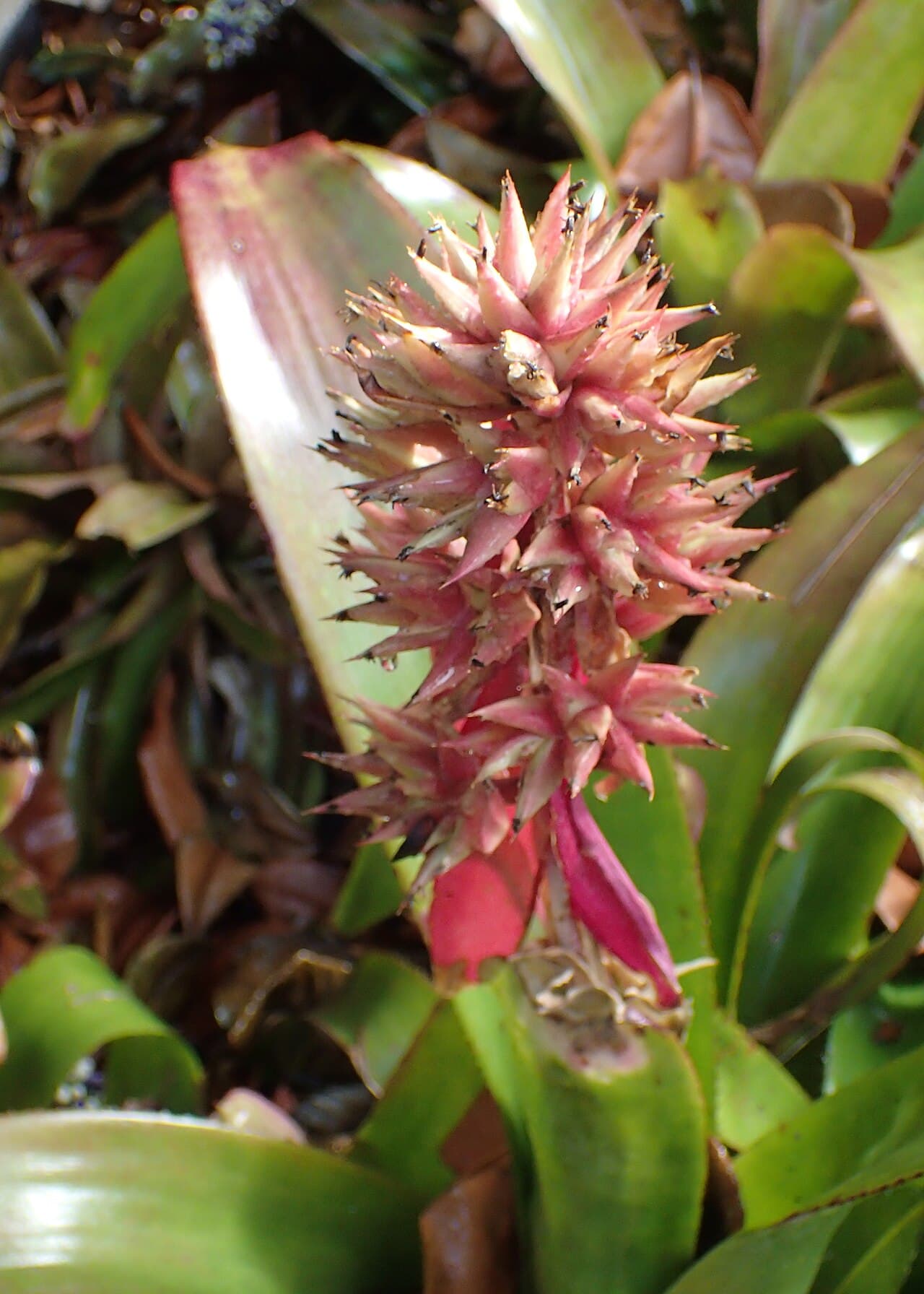 Tank Bromeliad (Aechmea aquilega) in flower