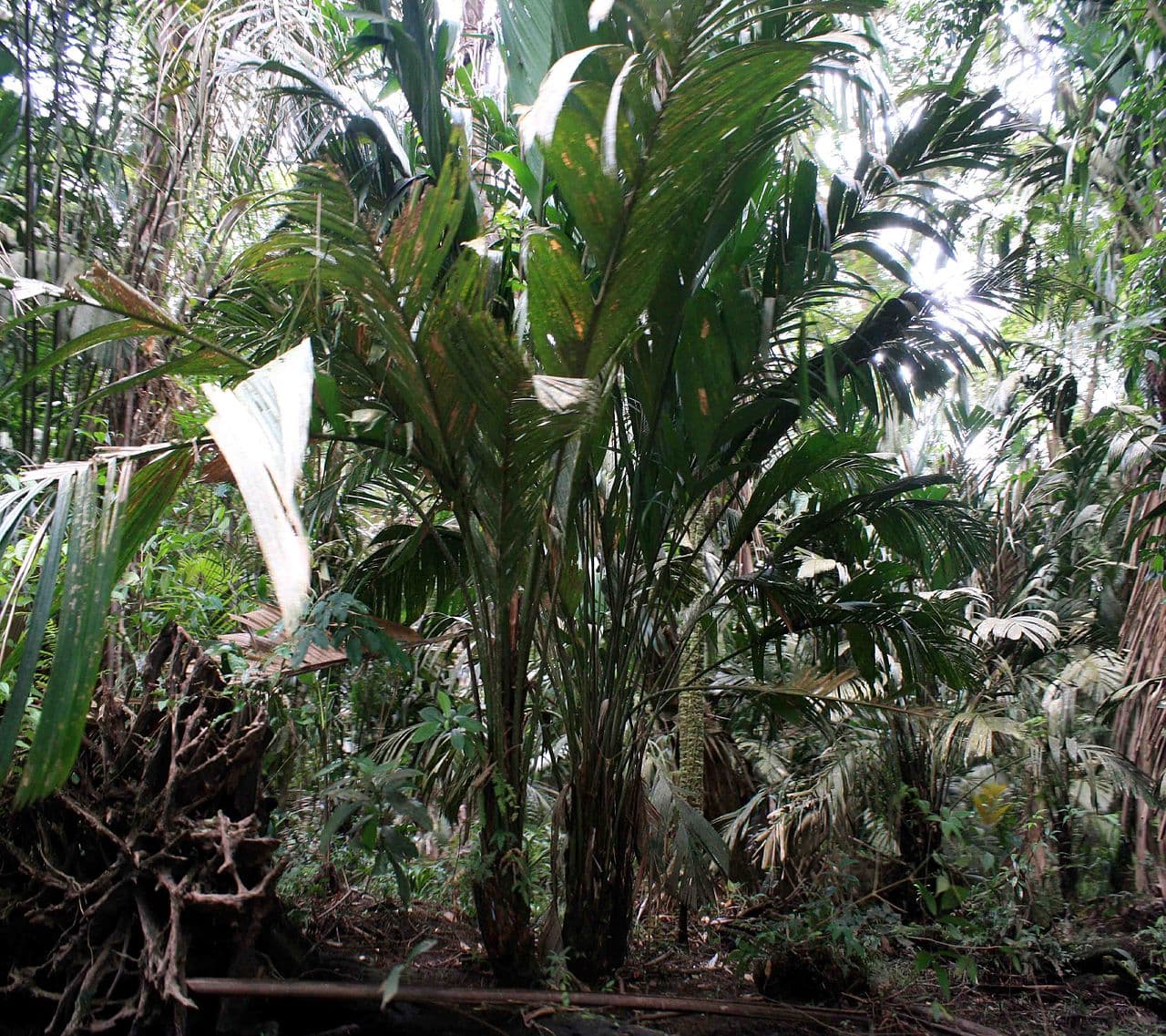 Timite / Troolie Palm (Manicaria saccifera) juvenile plant