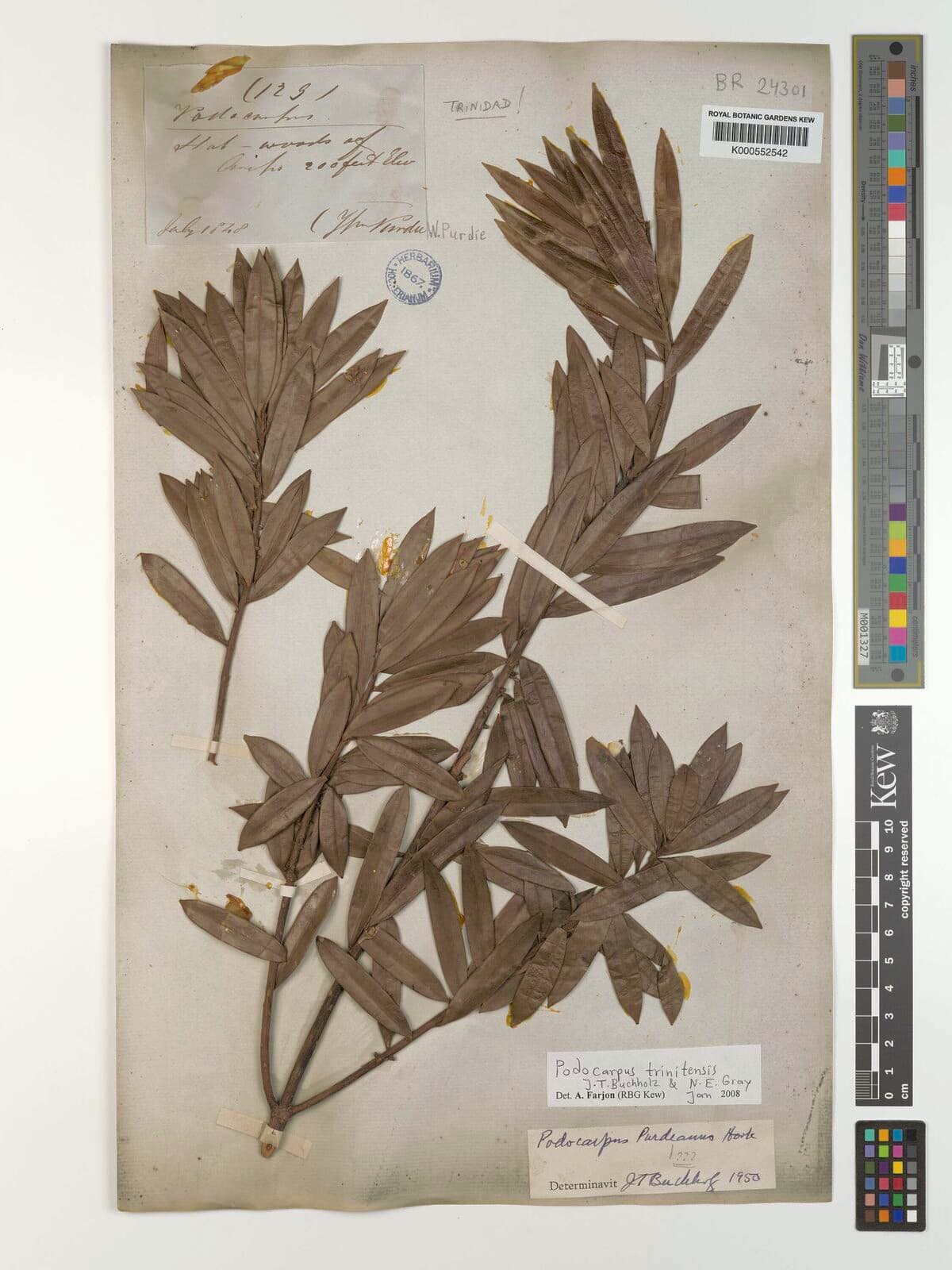 Trinidad Podocarpus (Podocarpus trinitensis) herbarium specimen, Kew