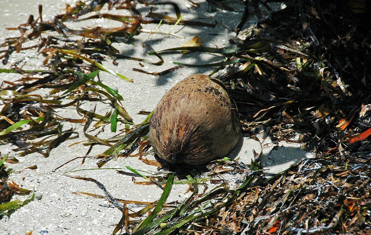 Turtle Grass (Thalassia testudinum) seagrass bed, Captiva Island, Florida