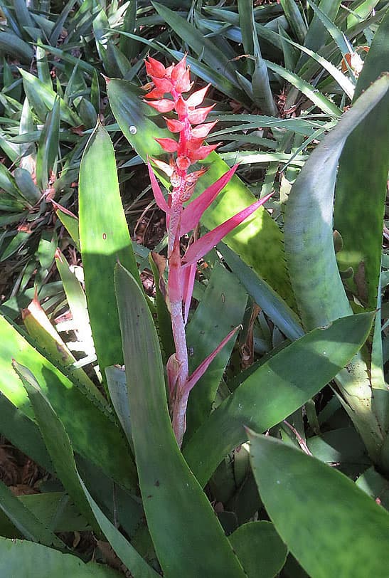 Urn Plant (Aechmea nudicaulis) in flower
