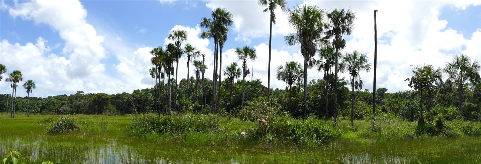 Flooded savanna with Moriche Palms (Mauritia flexuosa), French Guiana (same habitat type as Nariva Swamp)