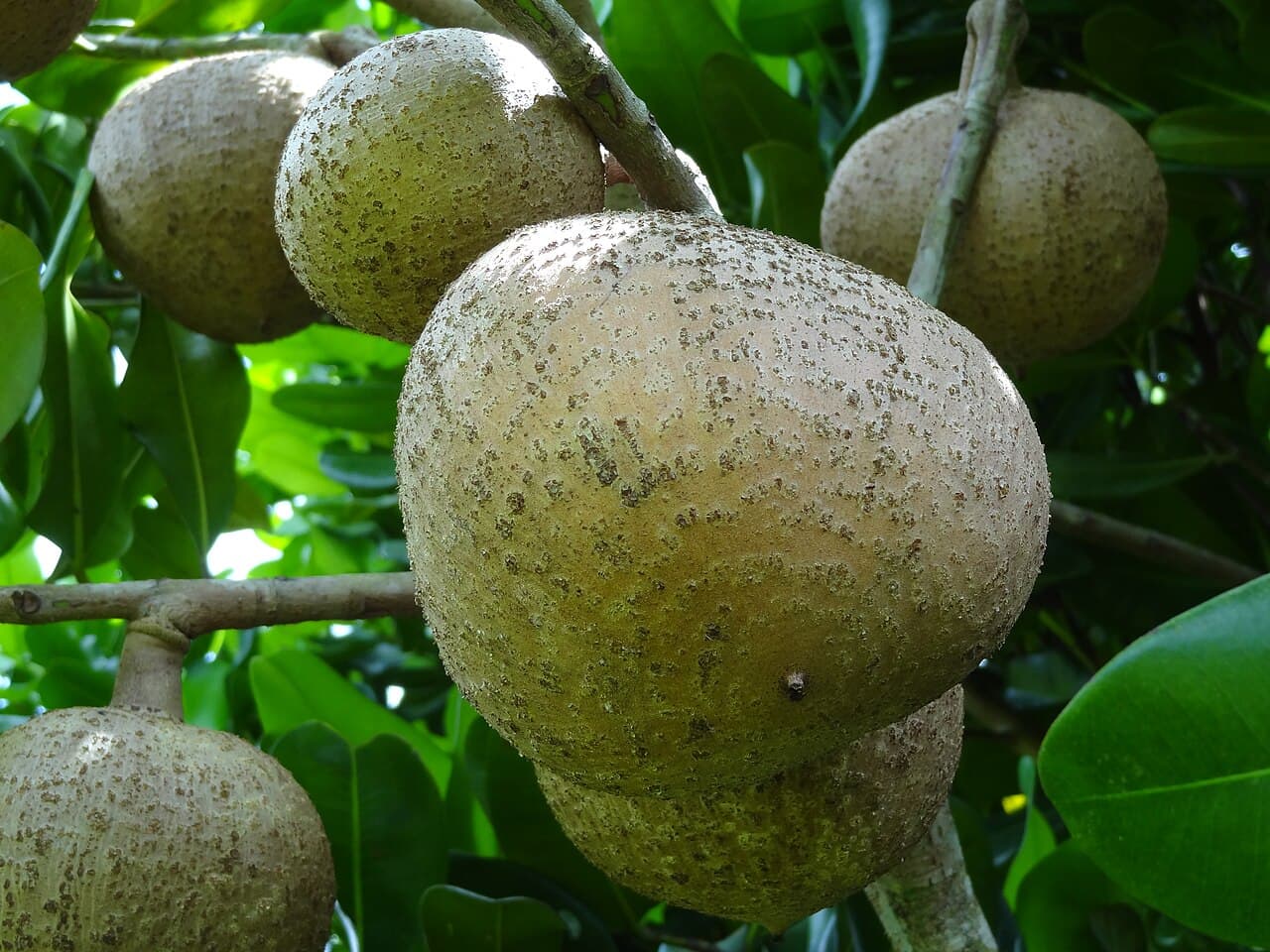 Wild Mammee / Mammee Apple (Mammea americana) fruit on tree