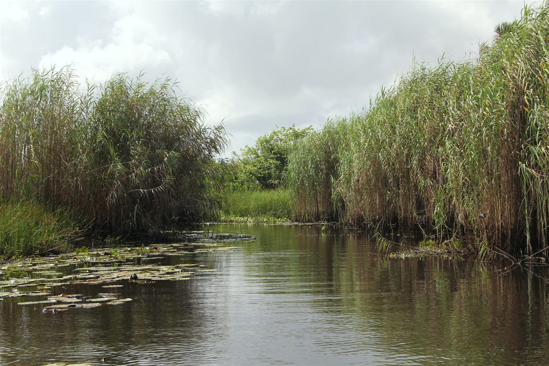 Nariva Swamp, east Trinidad — wetland landscape surrounding Bush Bush Wildlife Sanctuary