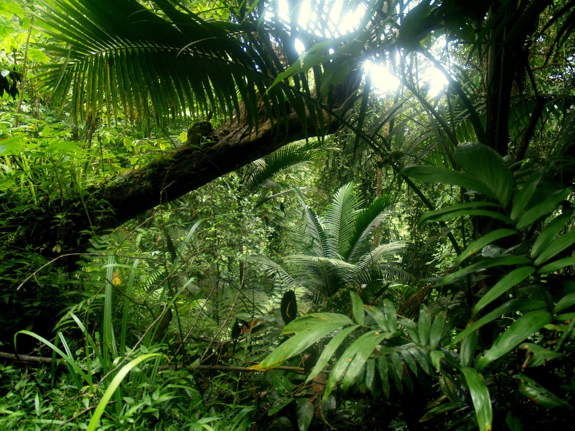 Gilpin Trace rainforest, Tobago Forest Reserve — representative T&T lowland forest
