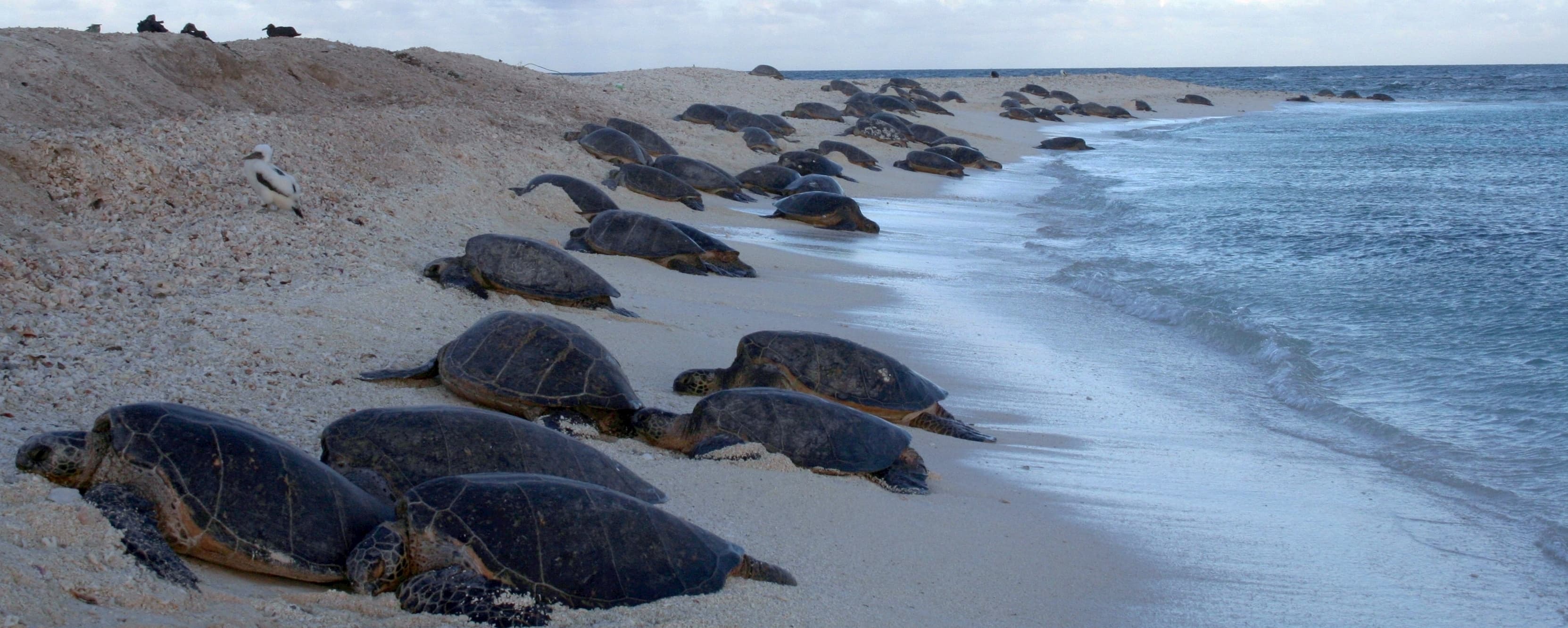 Green sea turtles basking and resting together at French Frigate Shoals, Hawaii