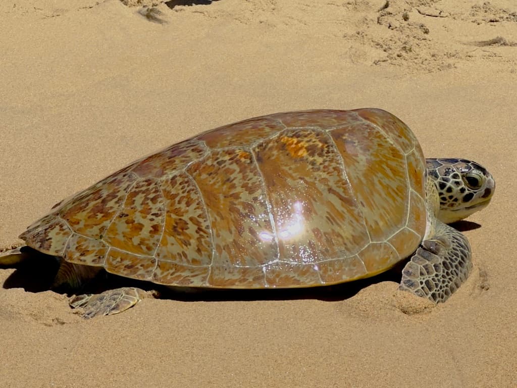 Green sea turtle being released back into the wild by the El Socorro Centre for Wildlife Conservation, Trinidad and Tobago