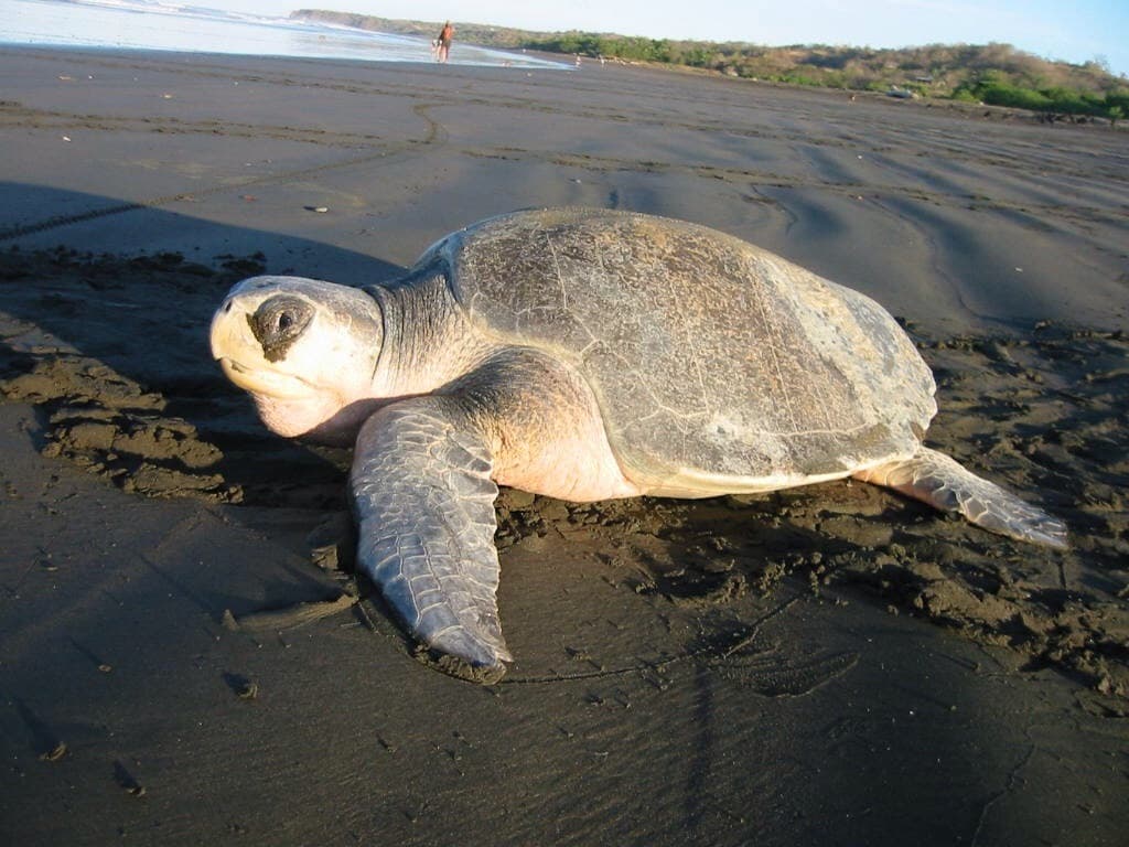 Olive Ridley sea turtle (not a local T&T sighting)